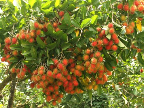 Các loại hoa cho mật tại Việt Nam